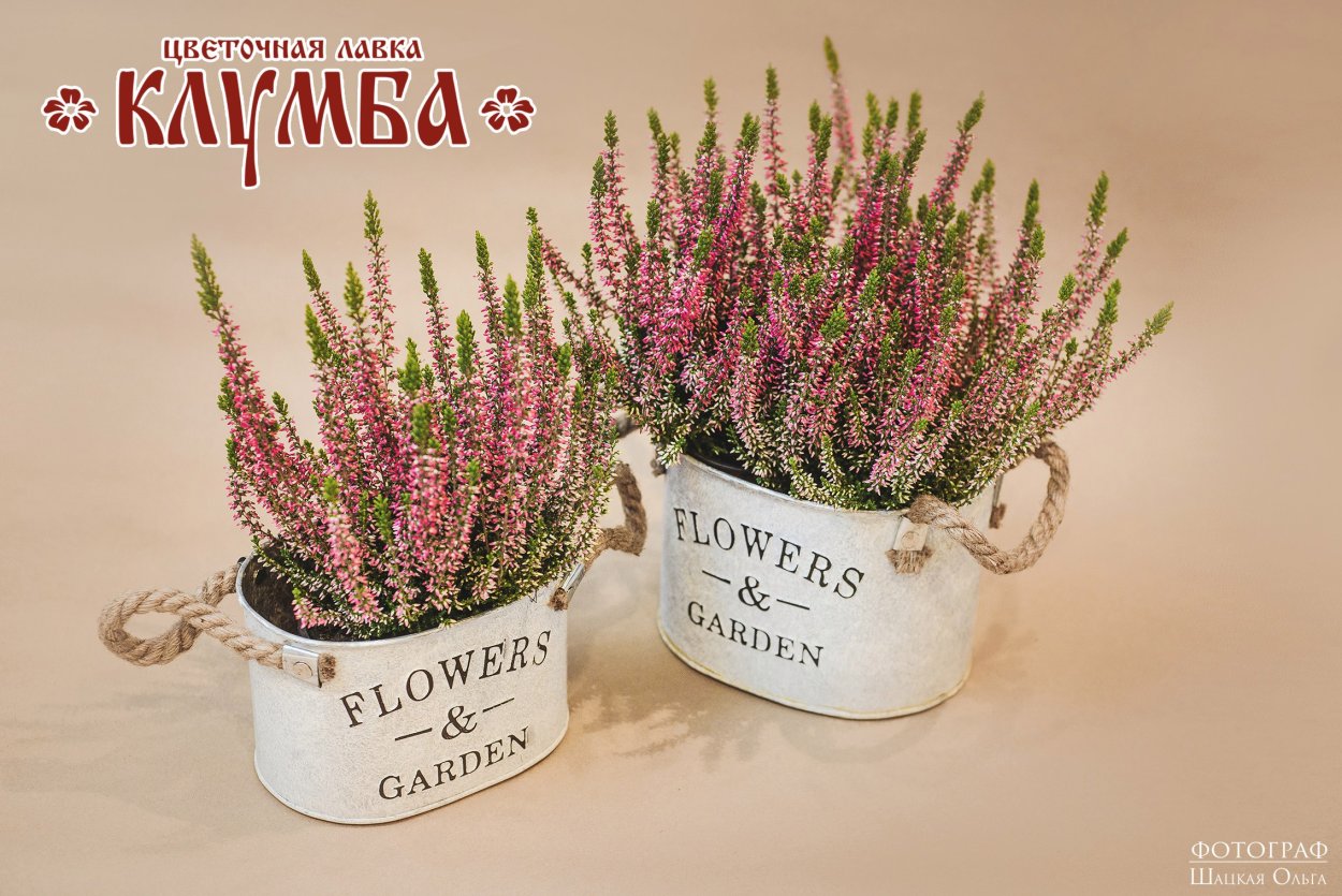 Лаванда Вереск Вербена