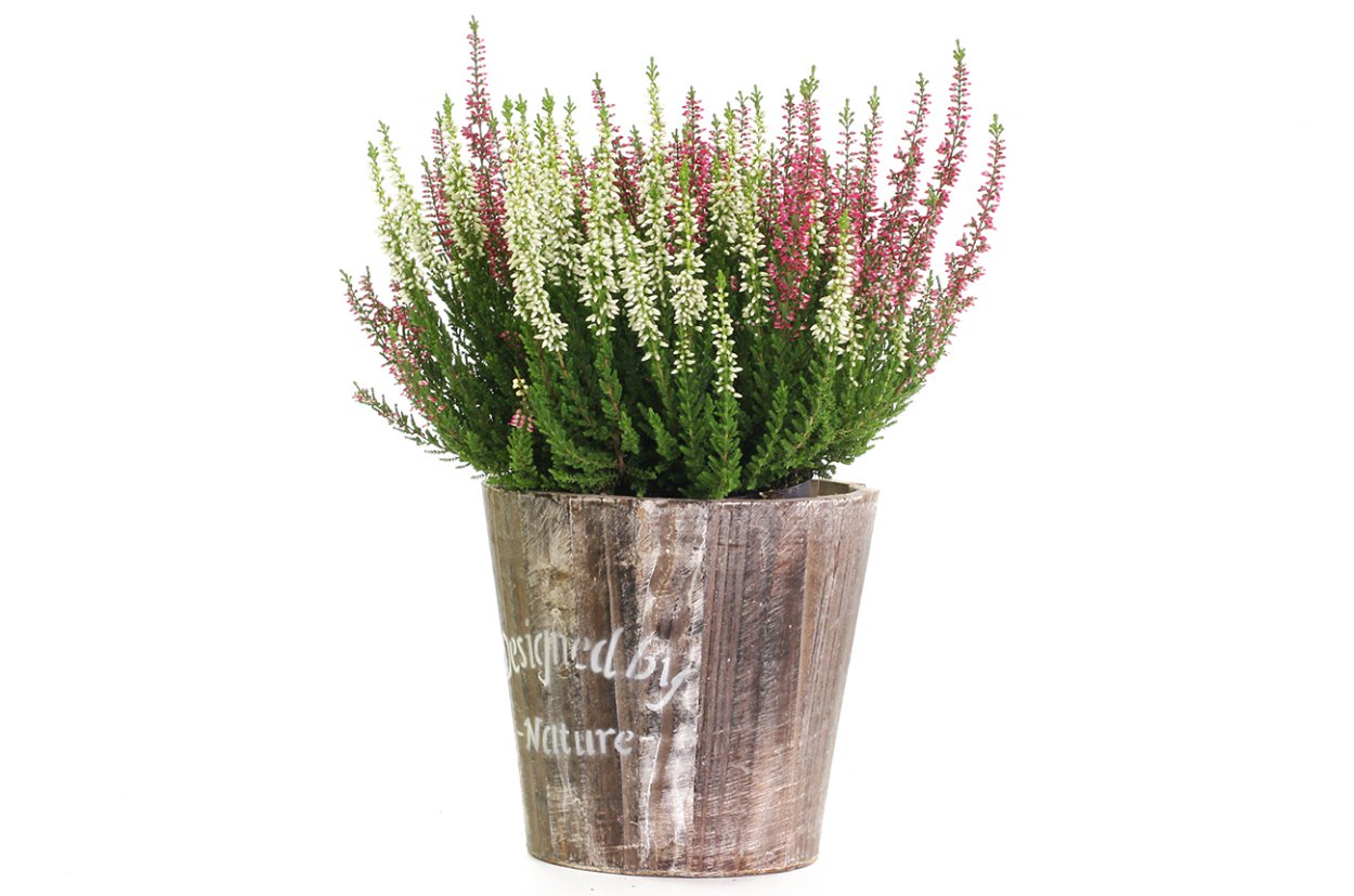 Вереск оберег