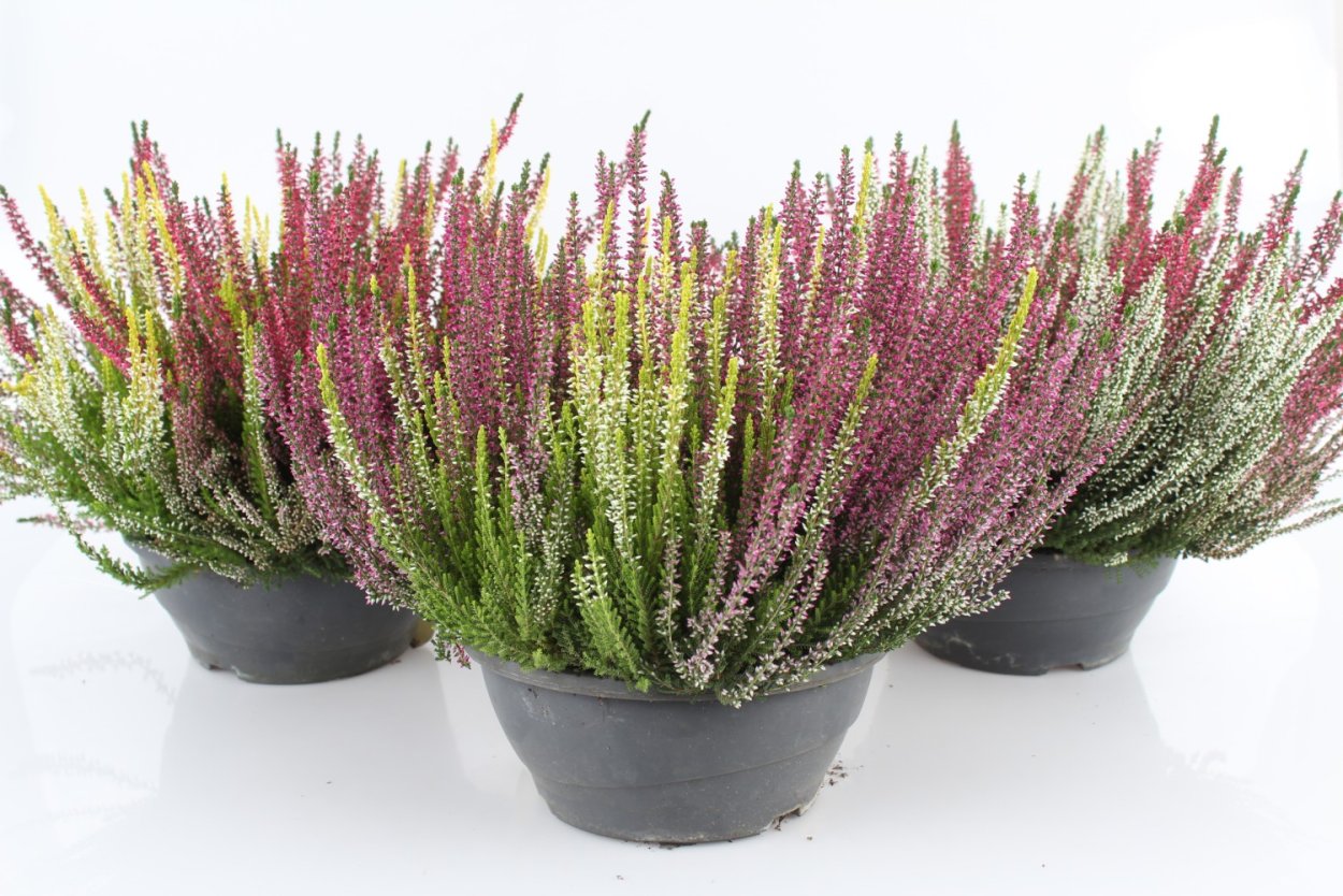 Вереск микс d9