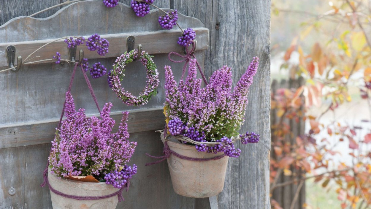 Вереск в горшке