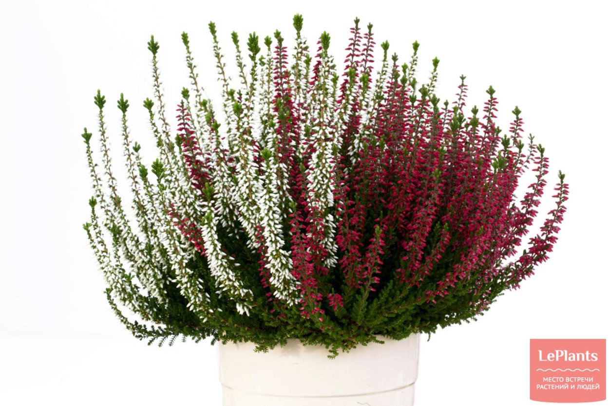 Цветок похожий на Вереск название