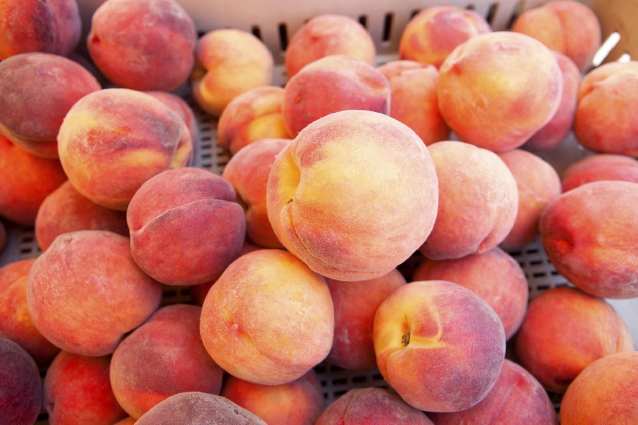 Нектарин средняя Азия