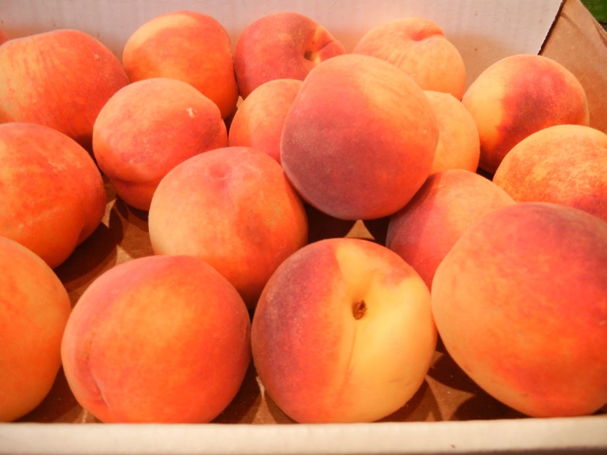 Персик память Симиренко