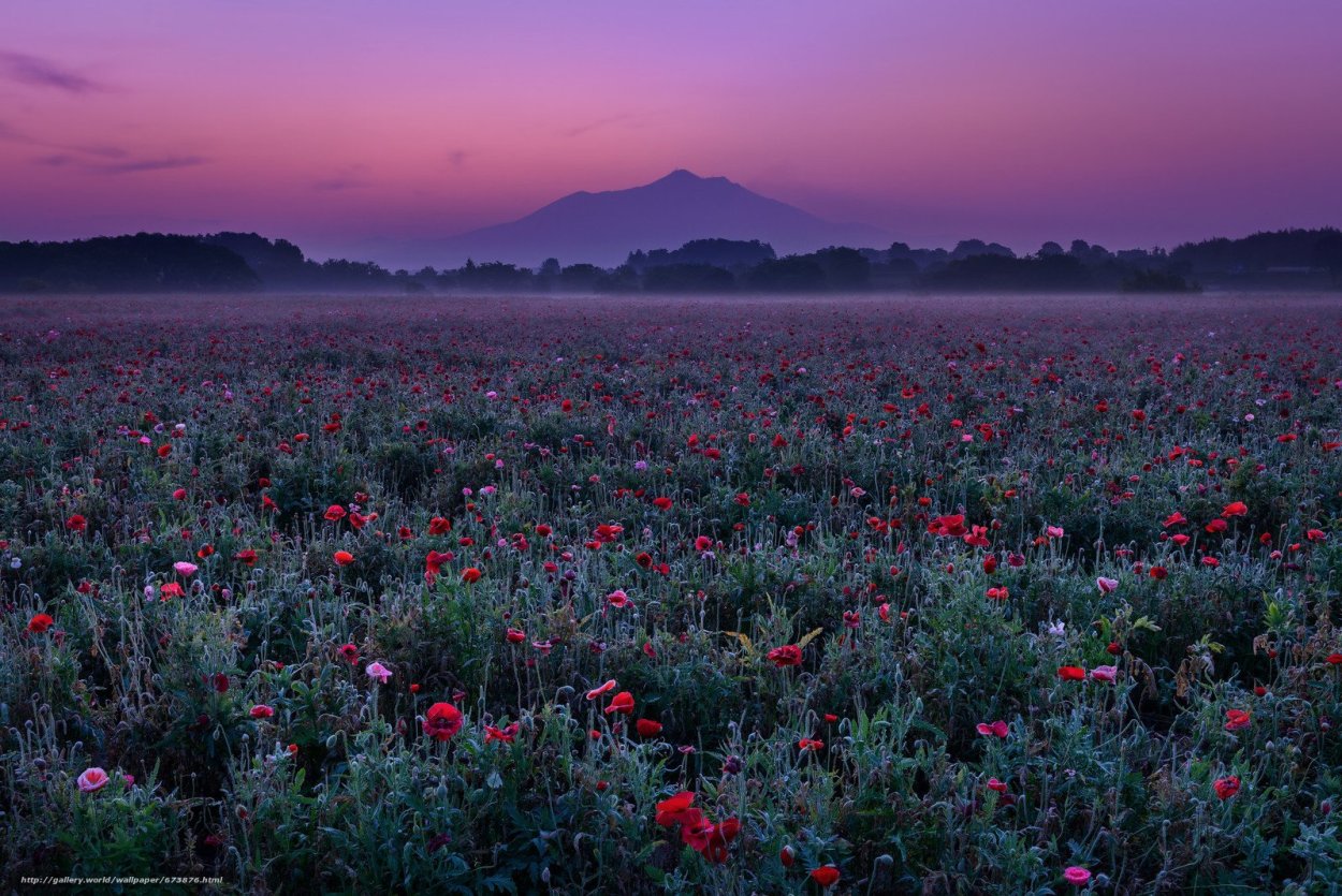 Поле Эстетика