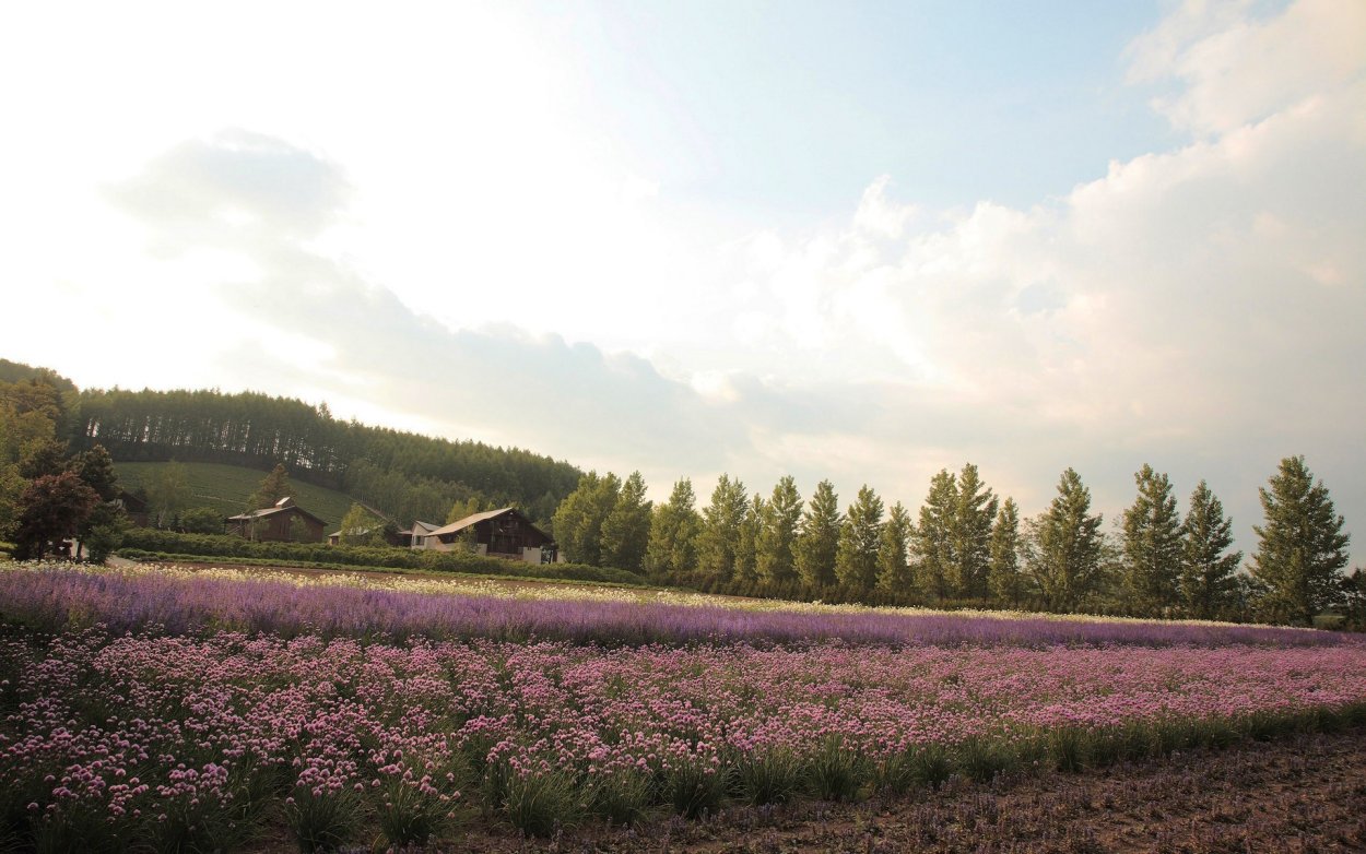 Поле цветов