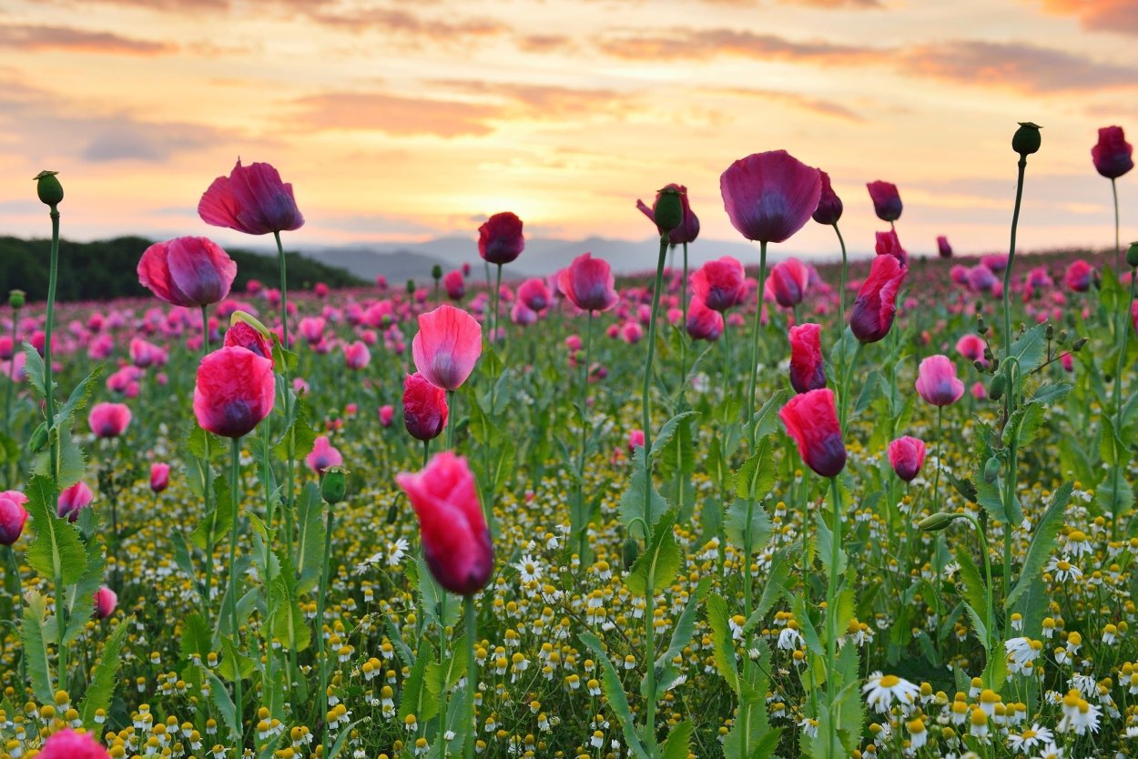 Цветочное поле 4к