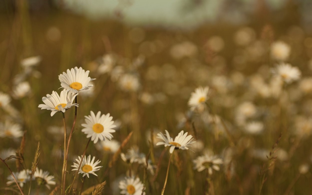 Лето ромашки
