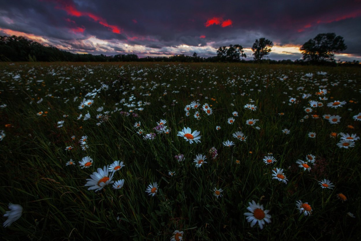Поле цветов