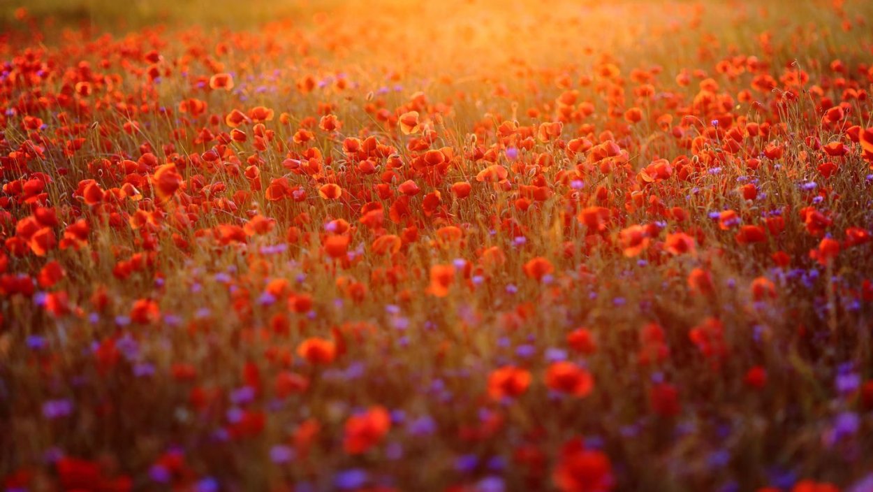 Оранжевые цветы на красивом поле