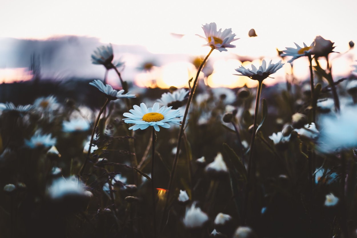 Летняя Эстетика