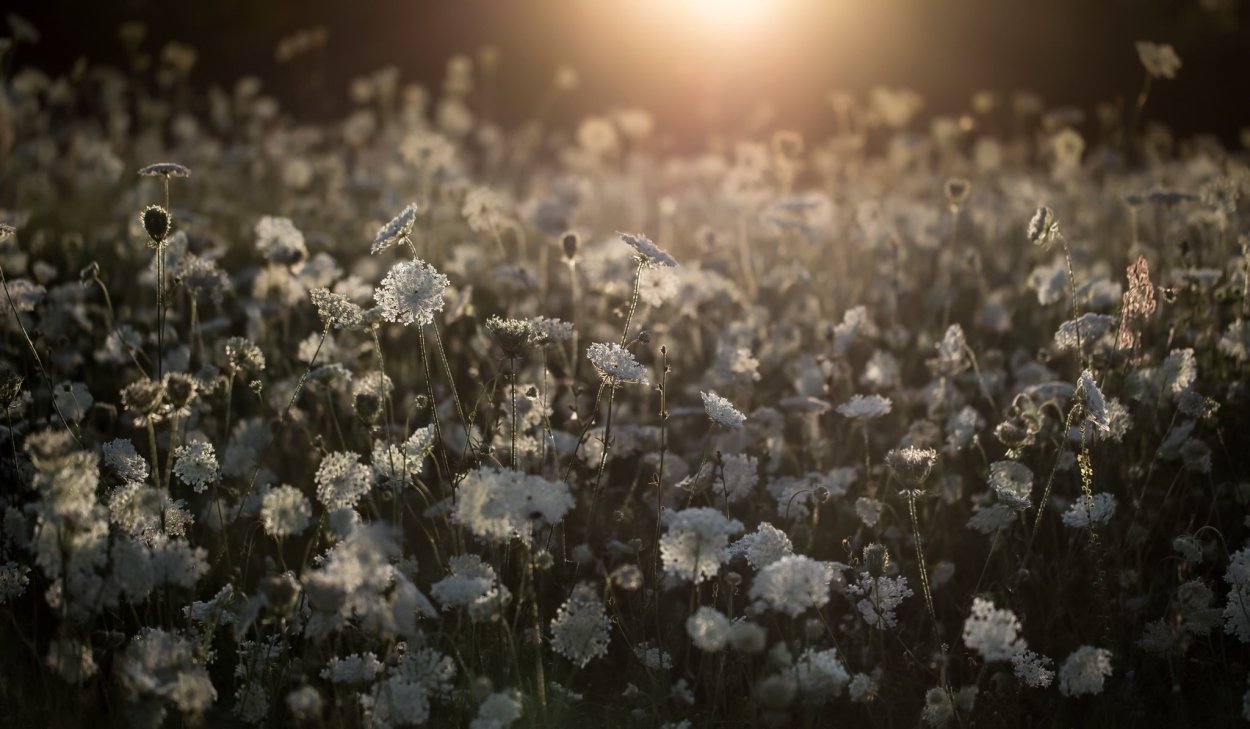 Поле с цветами Эстетика