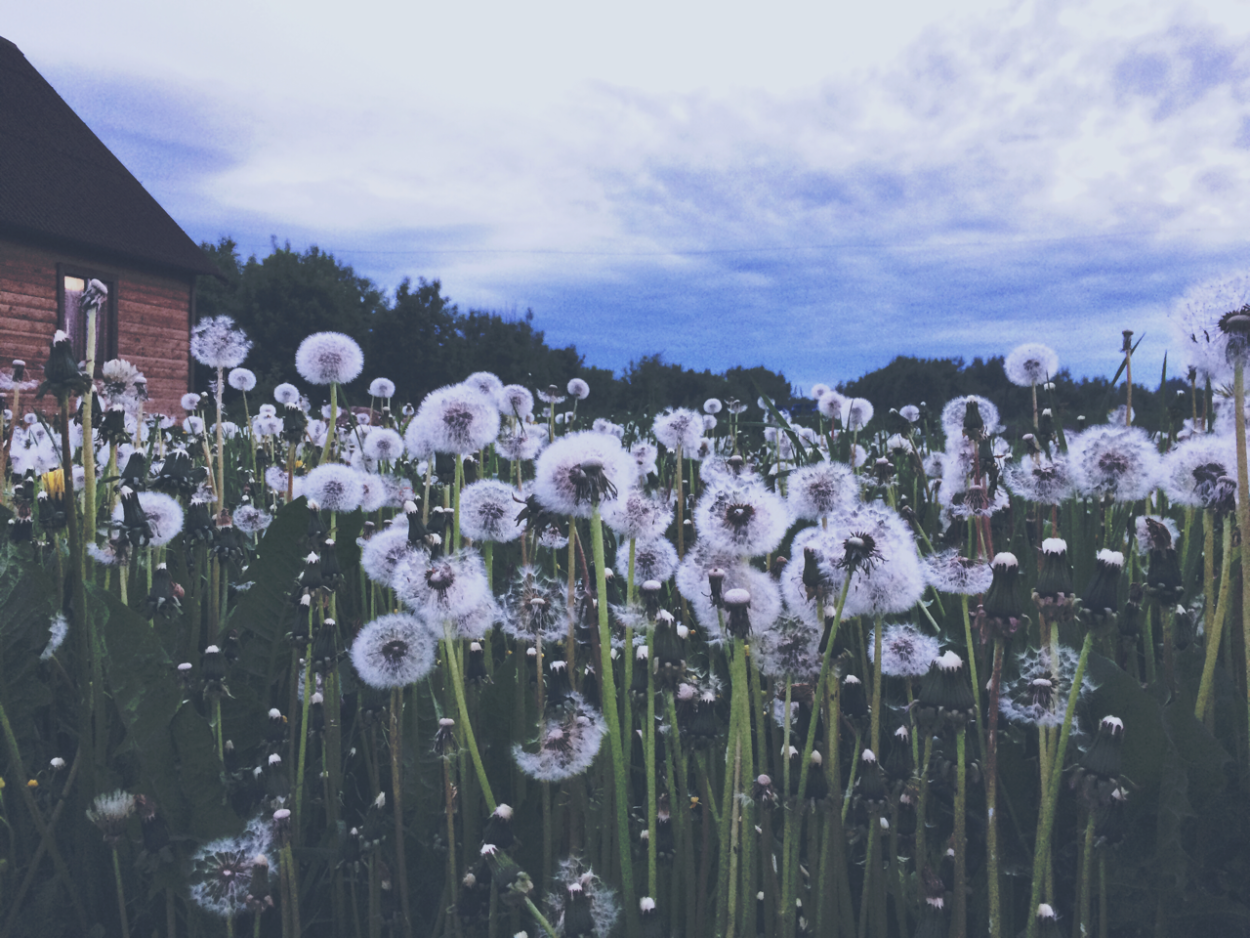 Эстетичное лето