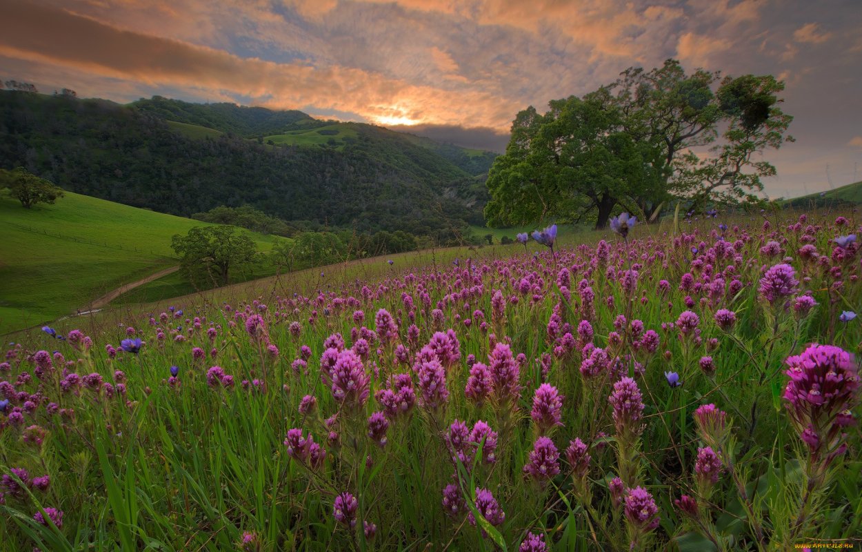 Разнотравные Луга в Великобритании