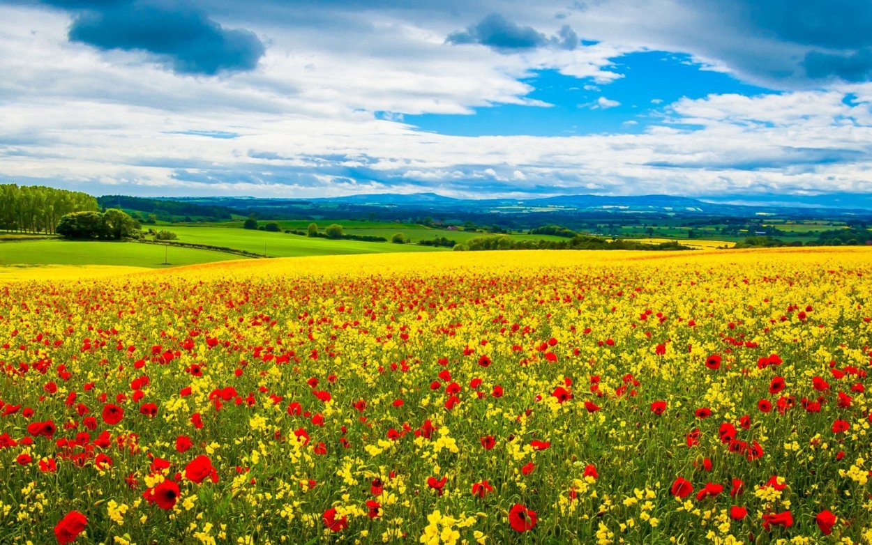 Природа поле цветы