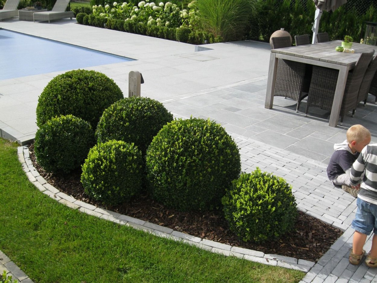 Самшит и можжевельники в ландшафтном