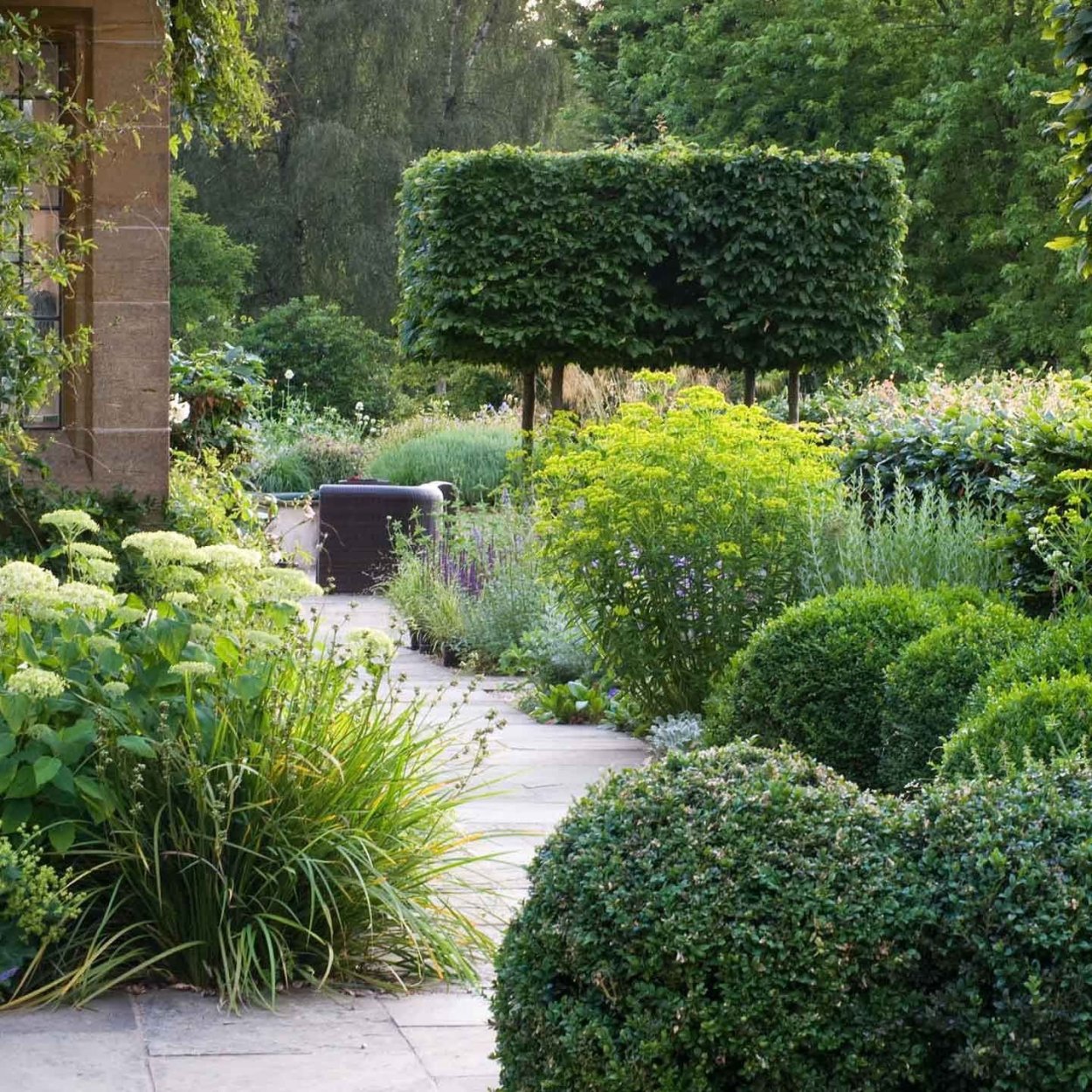 Туя Даника Ауреа в ландшафте