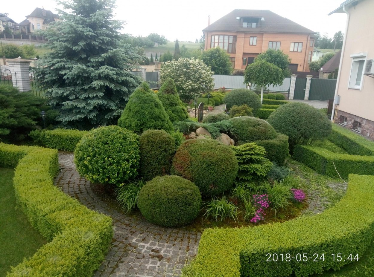 Барбарис,туя самшит