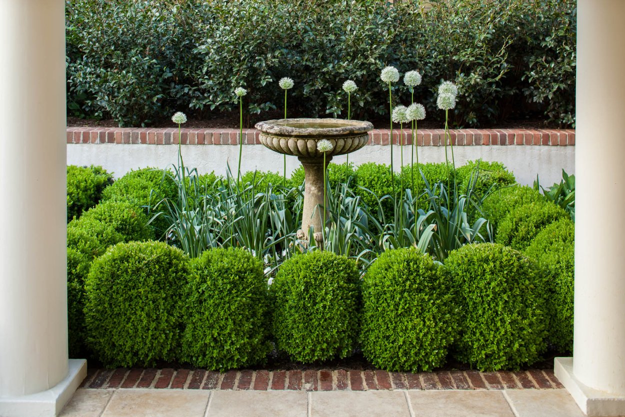 Туя шарик изгородь