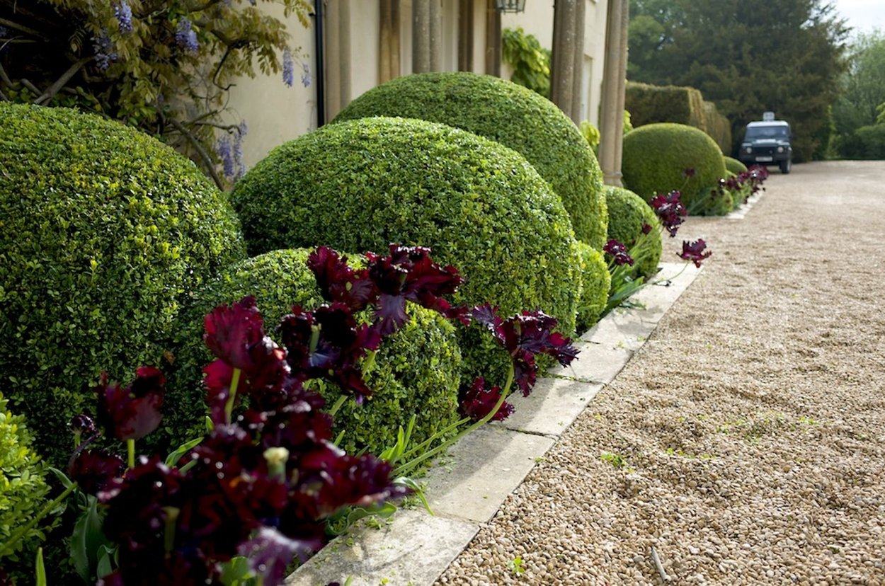 Самшит, гибискус, туя