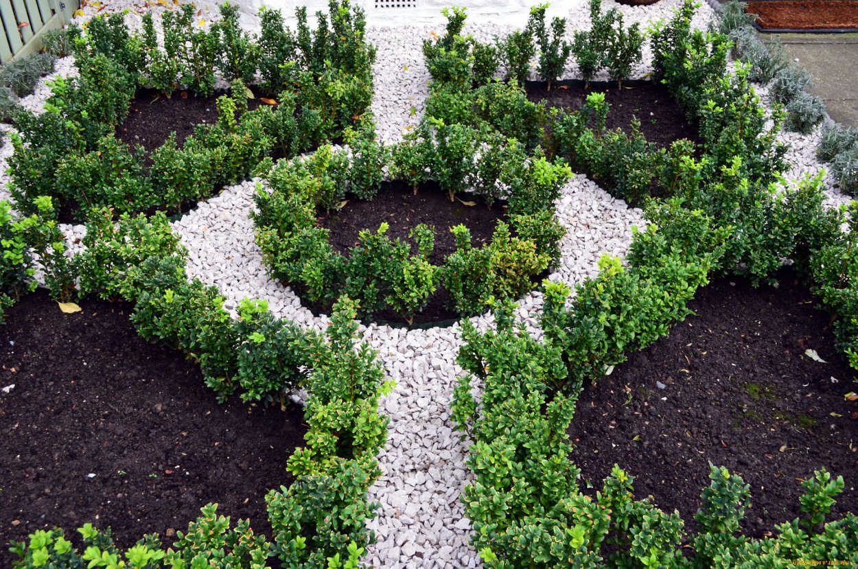 Гортензия,Хоста, туя Даника