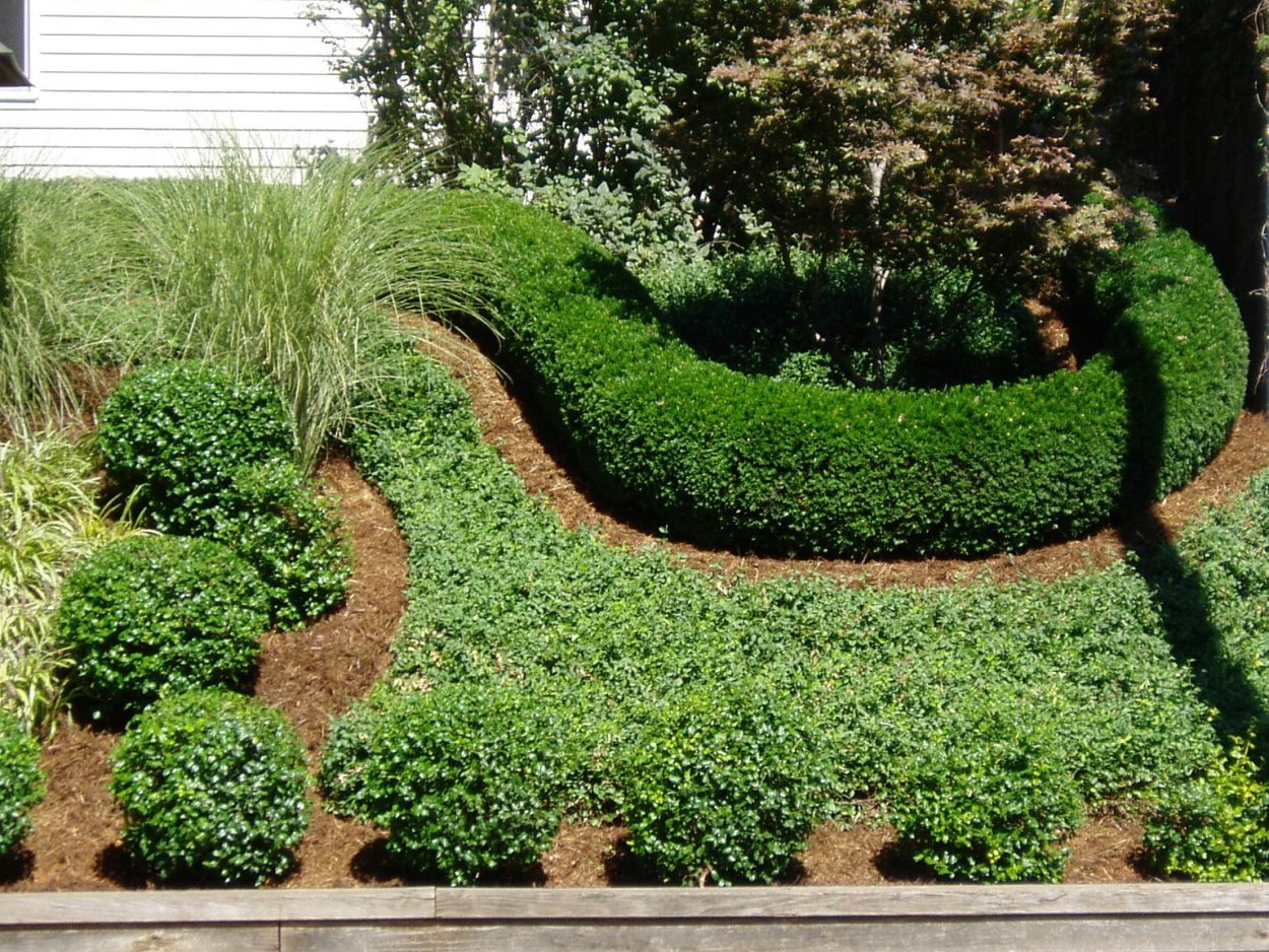 Спирея самшит