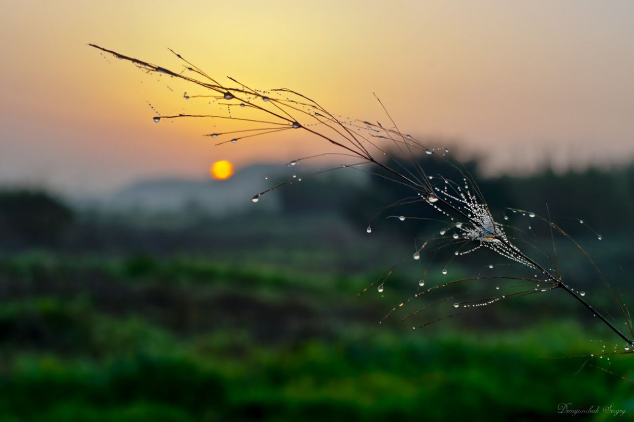 Рассвет роса