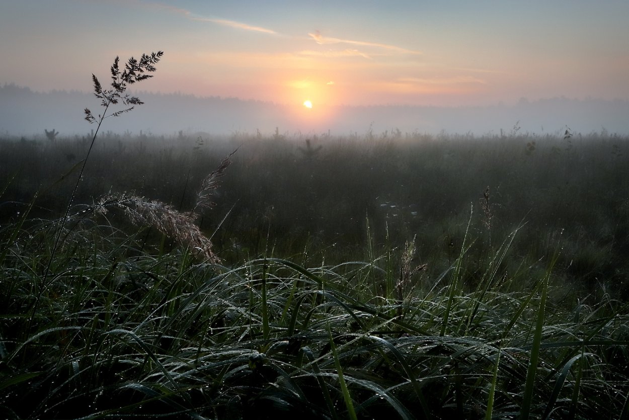 Макросъемка природа