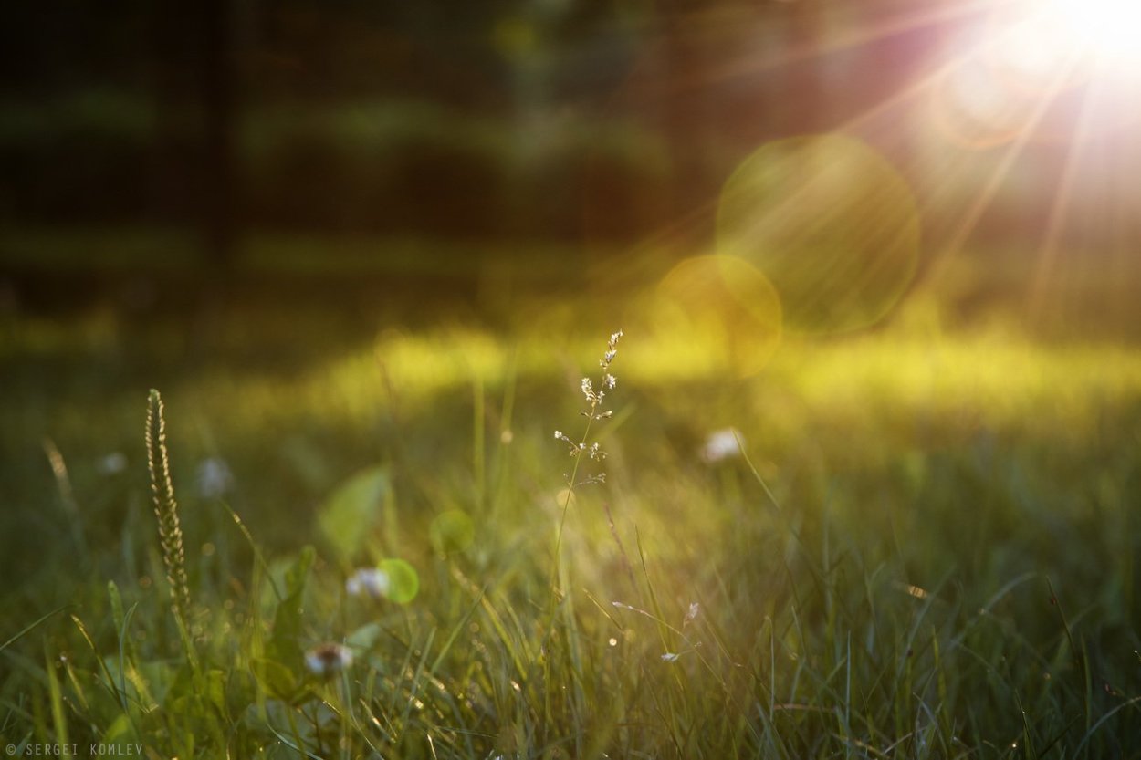 Роса в лесу