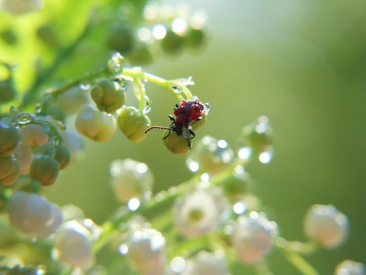 Нежные цветы в росе