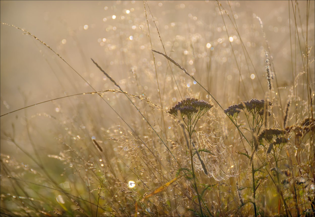 Рассвет роса