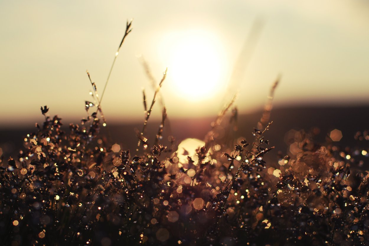 Полевые цветы в росе