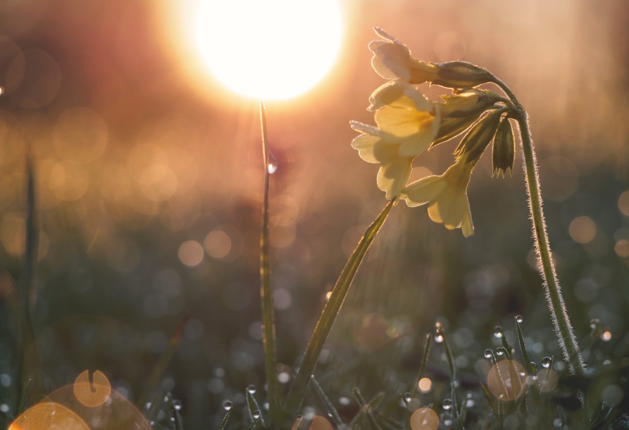 Утренняя роса