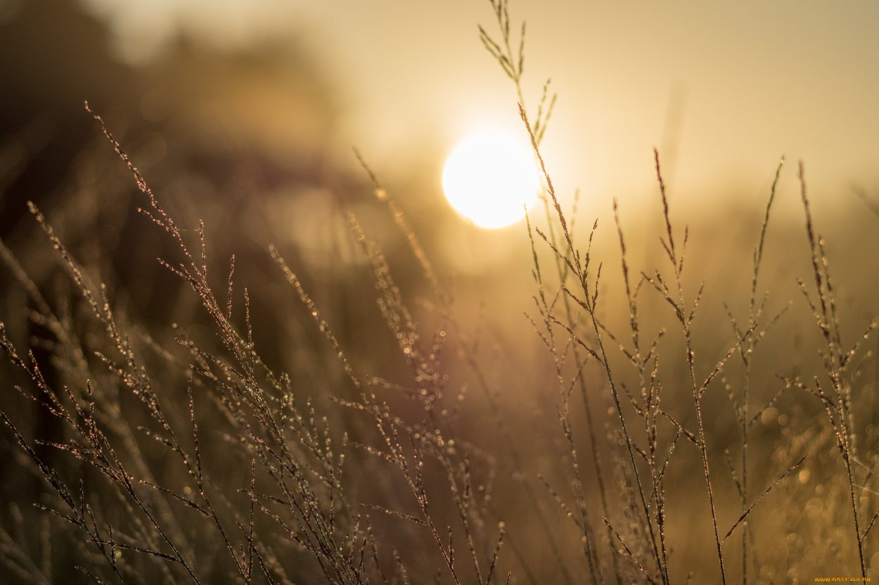 Трава в лучах солнца