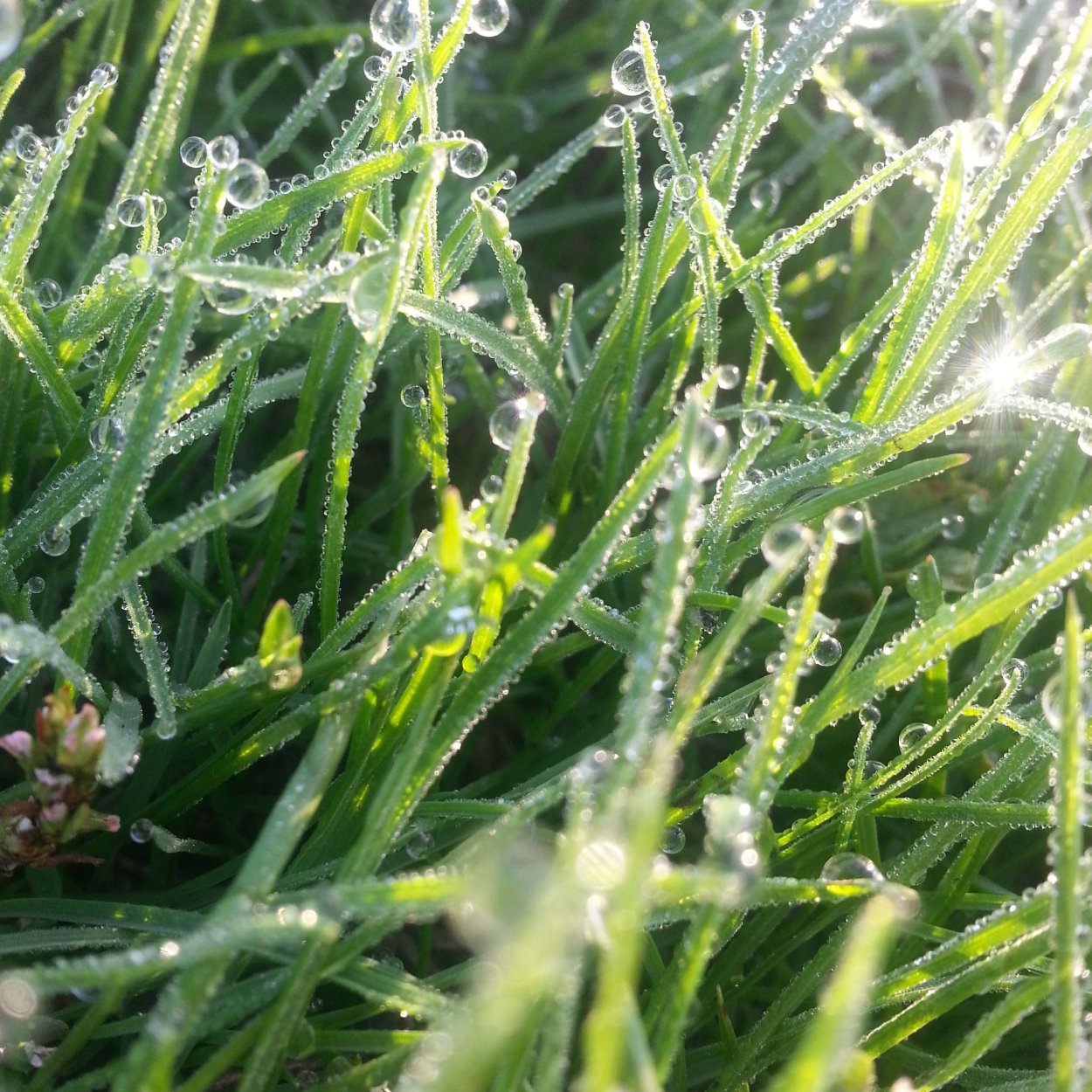 Весенний дождь