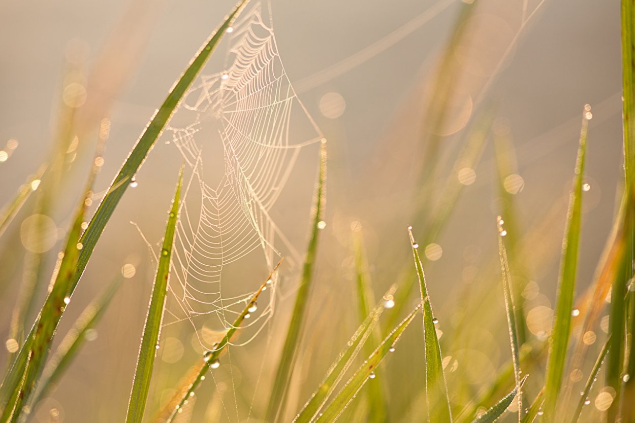 Цветы в росе на рассвете