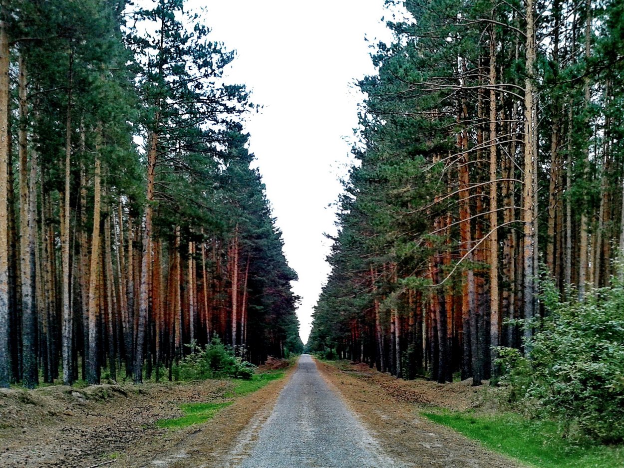 Шернский лес