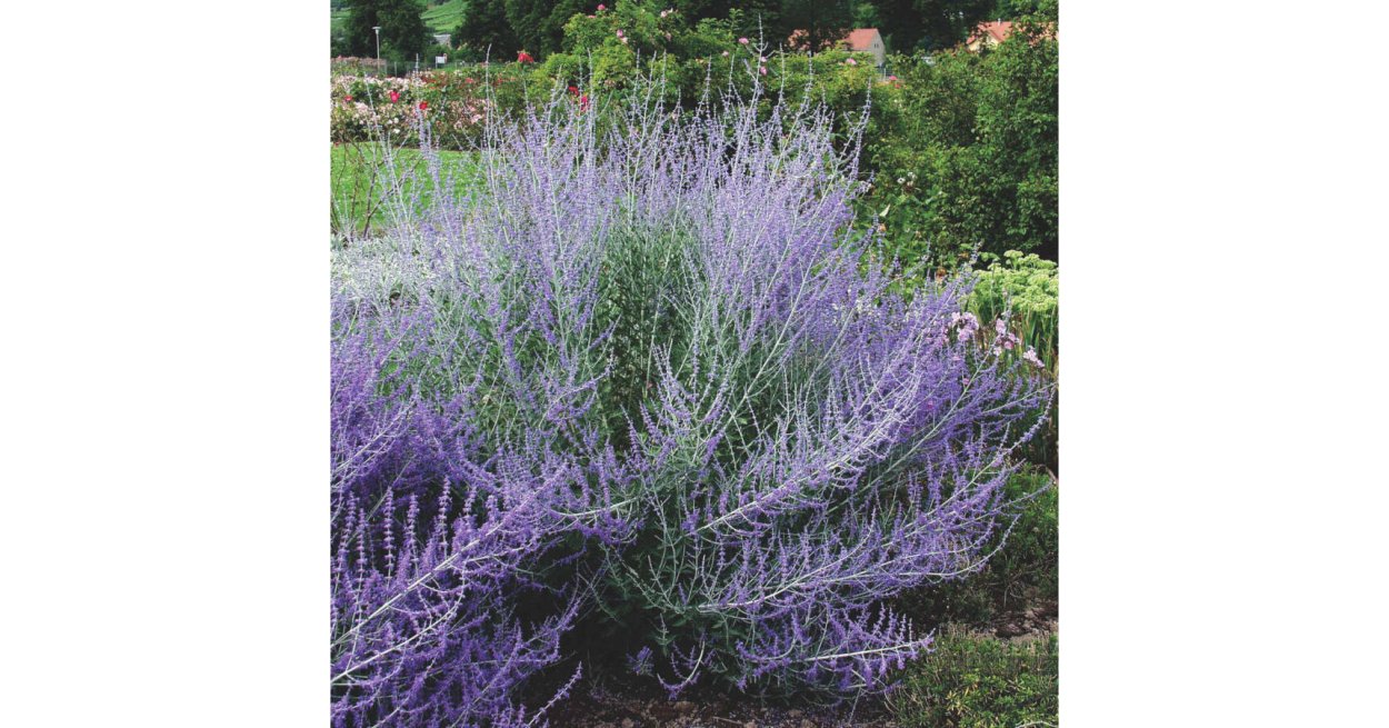 Перовския atriplicifolia ‘Blue Steel’