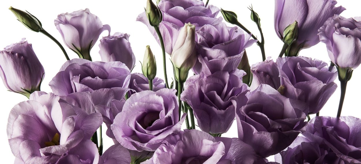 Китайская роза эустома