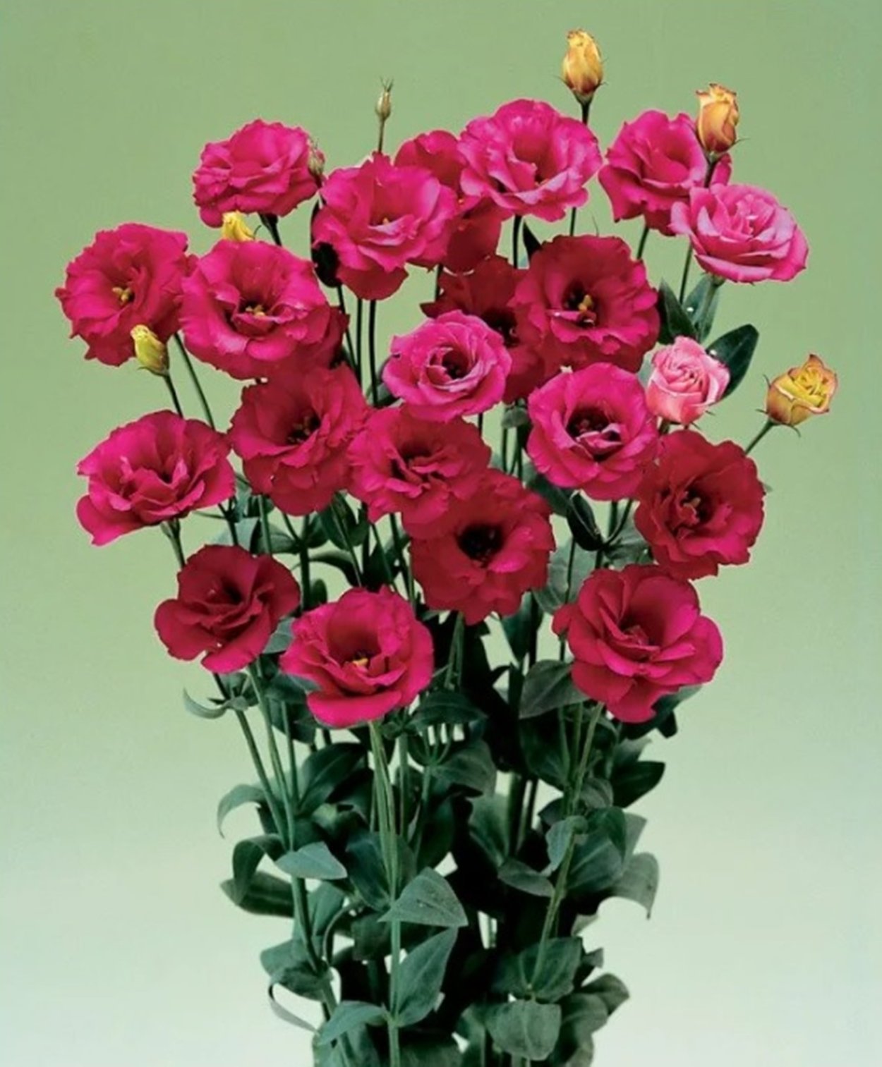 Эустома Мариачи кармин