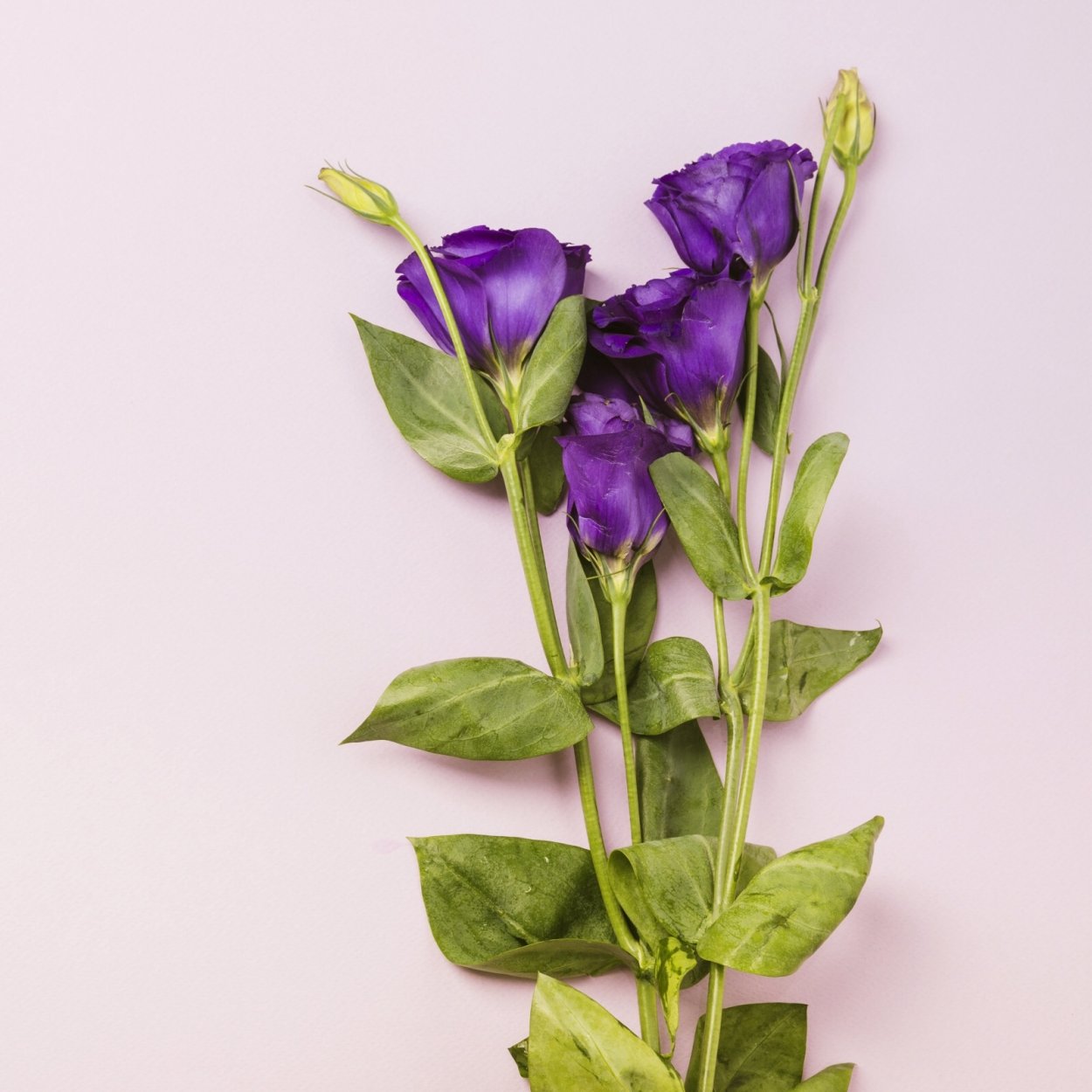 Эустома Rosita Purple Rose