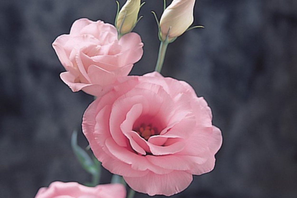 Эустома махровая Пинк