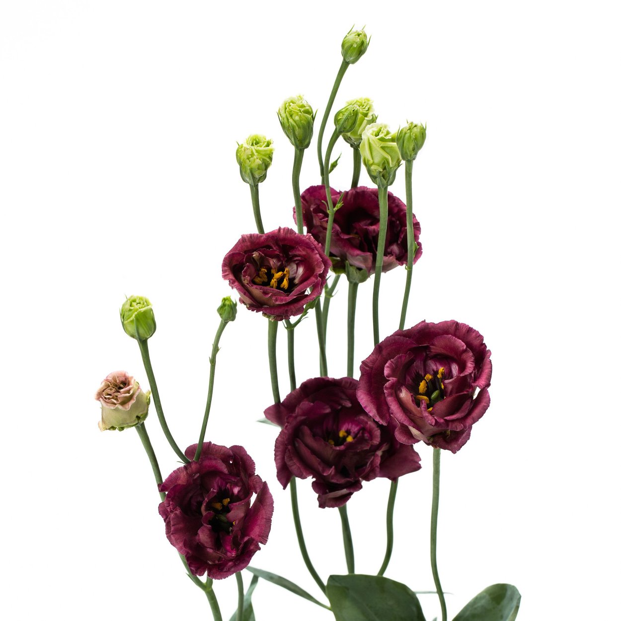 Лизиантус Розанна Браун