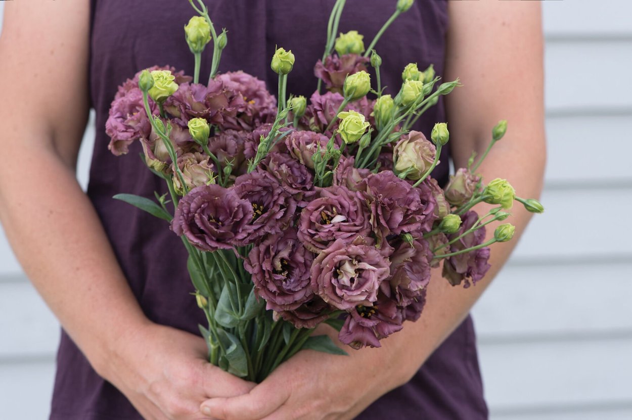 Эустома Мэйдж дип Роуз