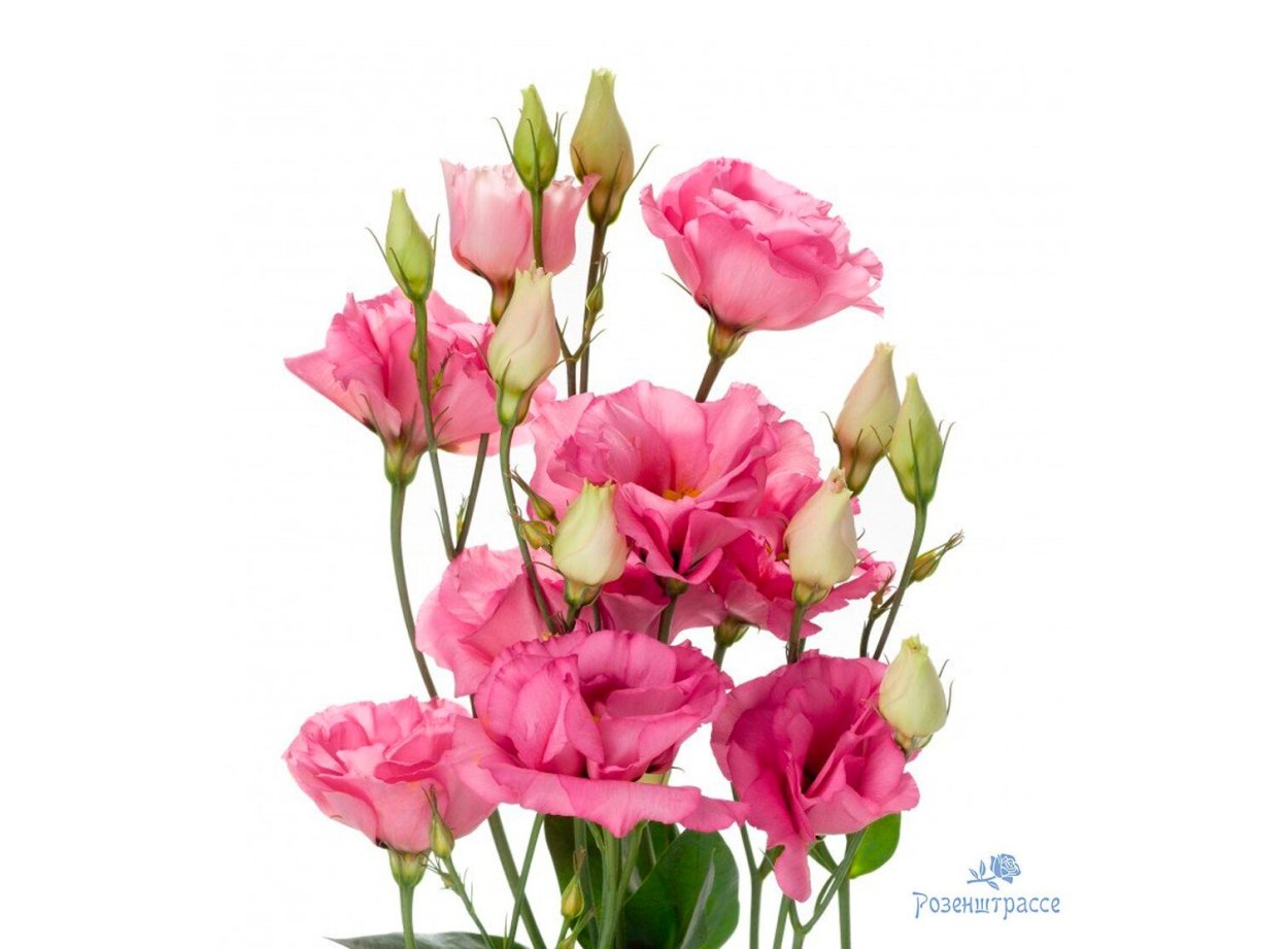 Эустома лизиантус розовая