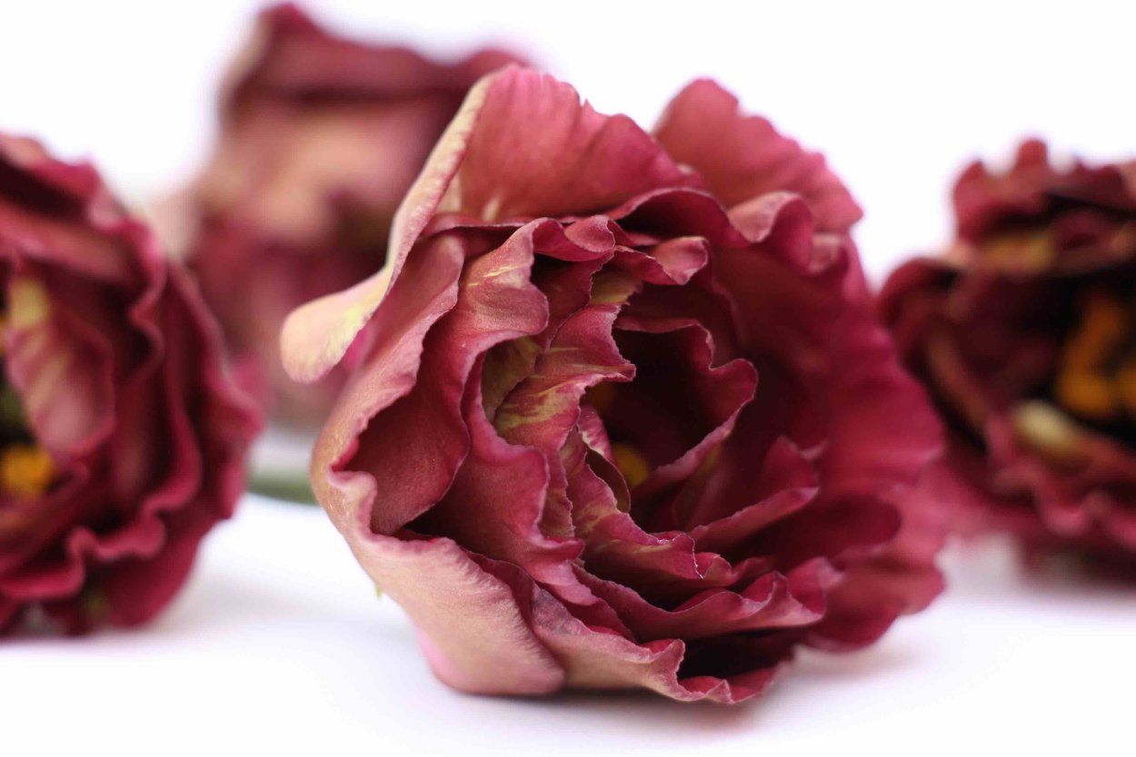 Эустома Розанна дип Браун