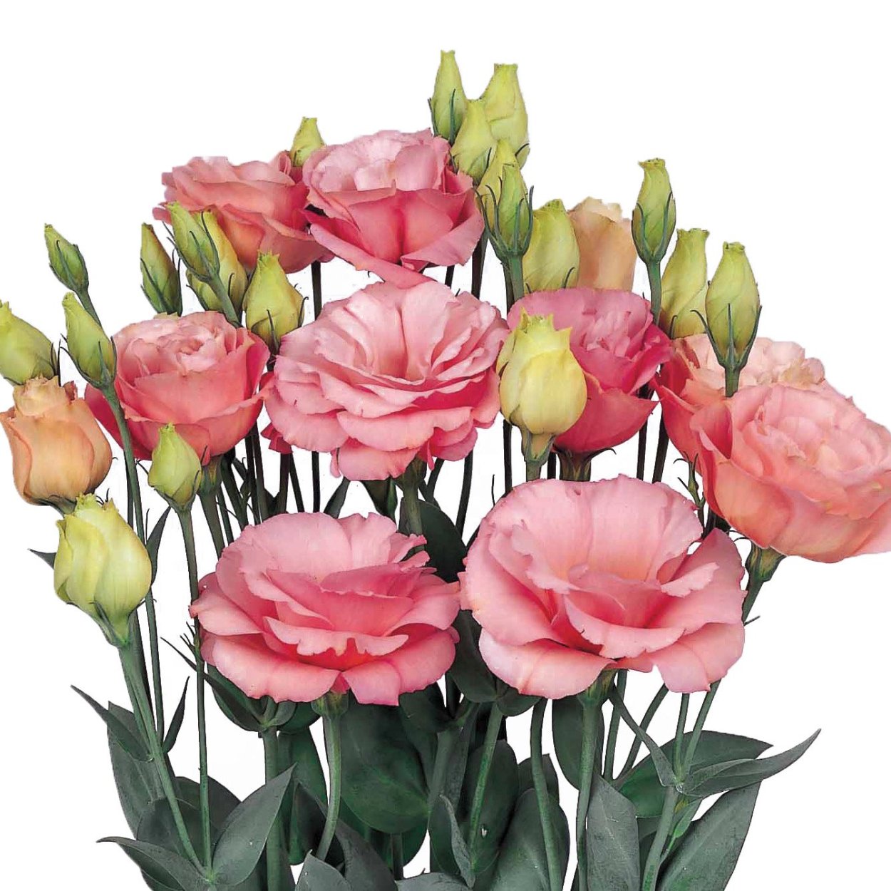 Эустома Алиса шампань