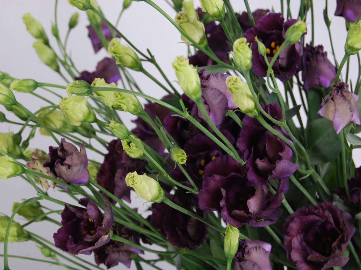 Лизиантус Браун