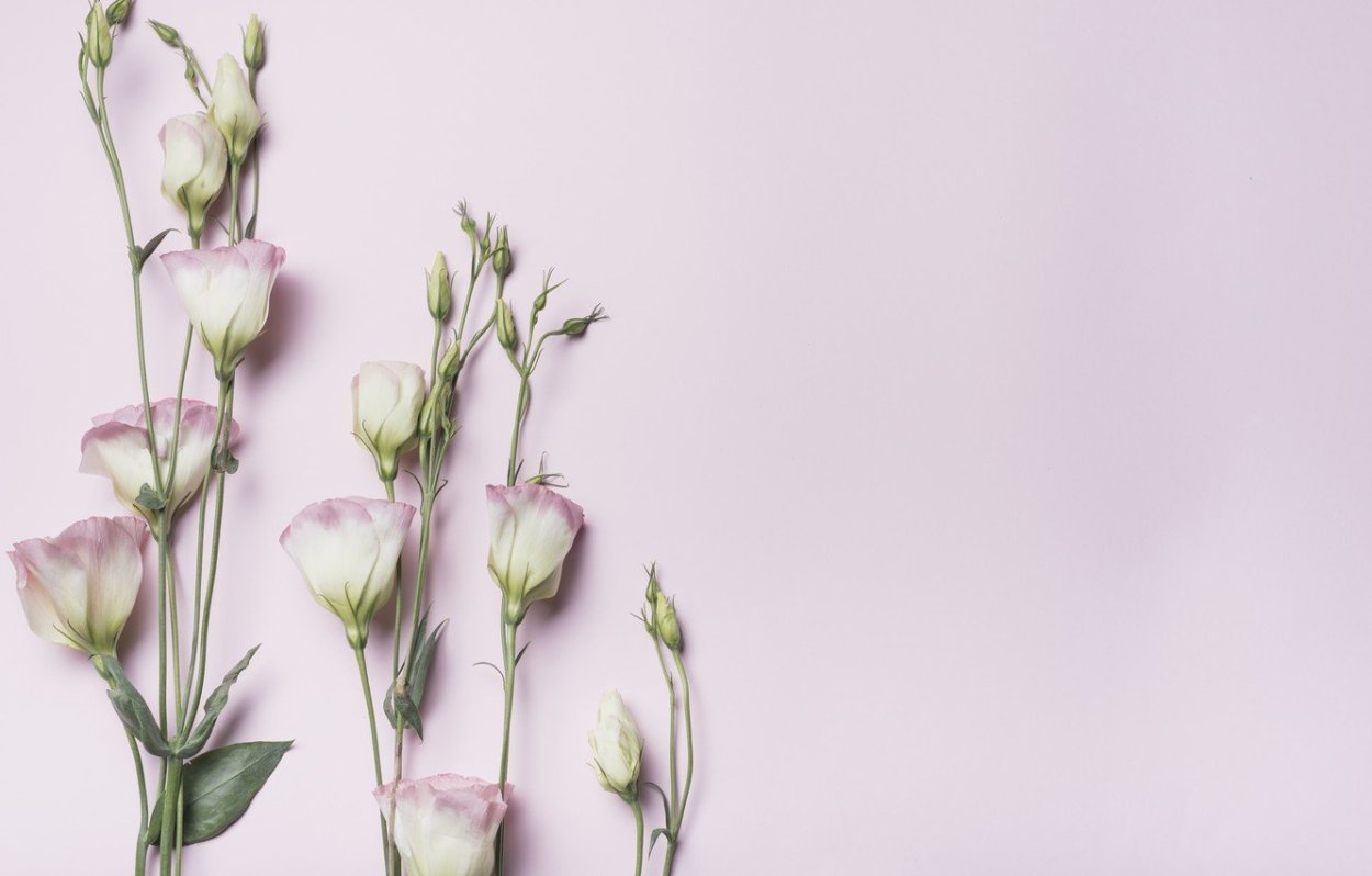 Эустомы Эстетика