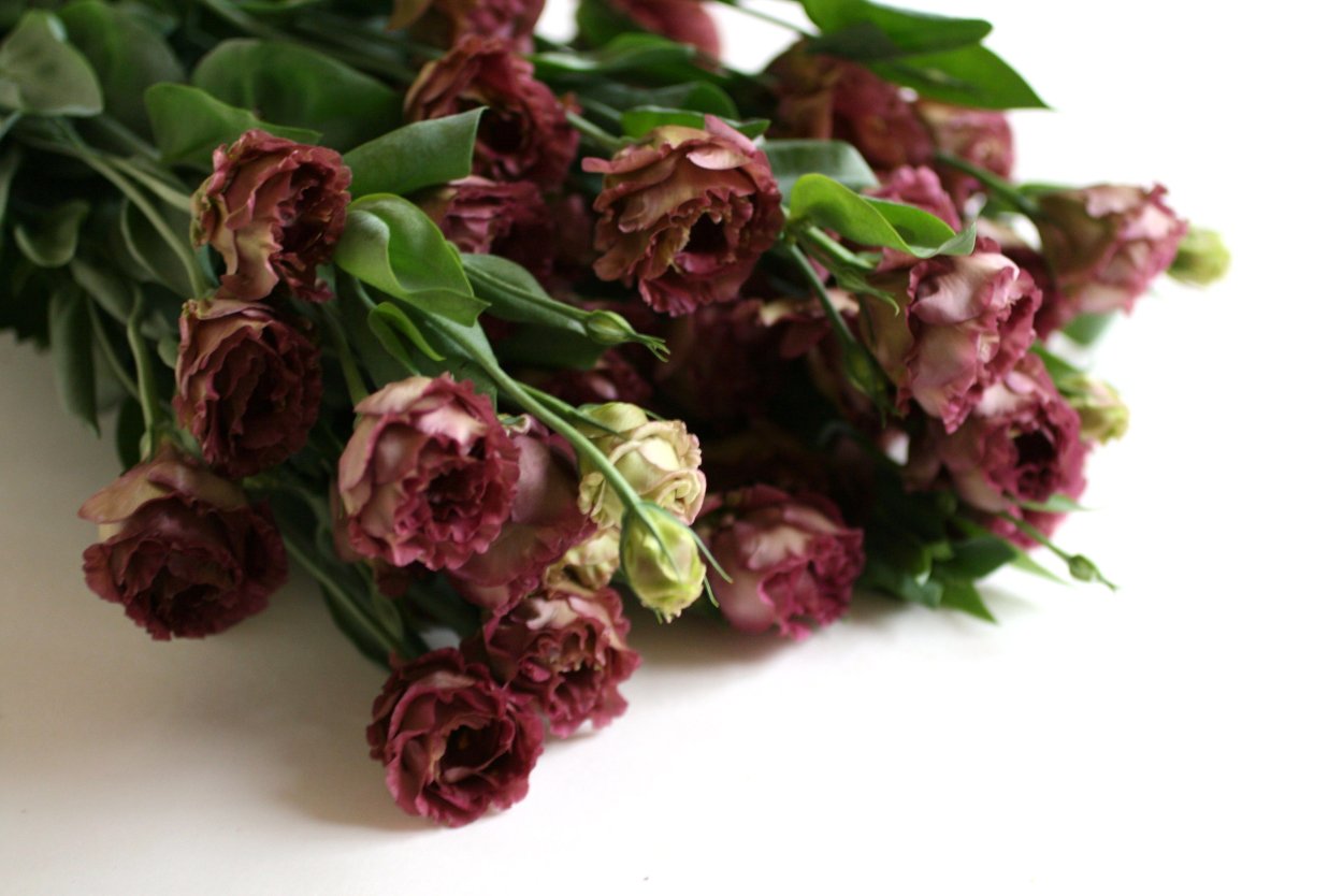 Лизиантус Розанна Браун