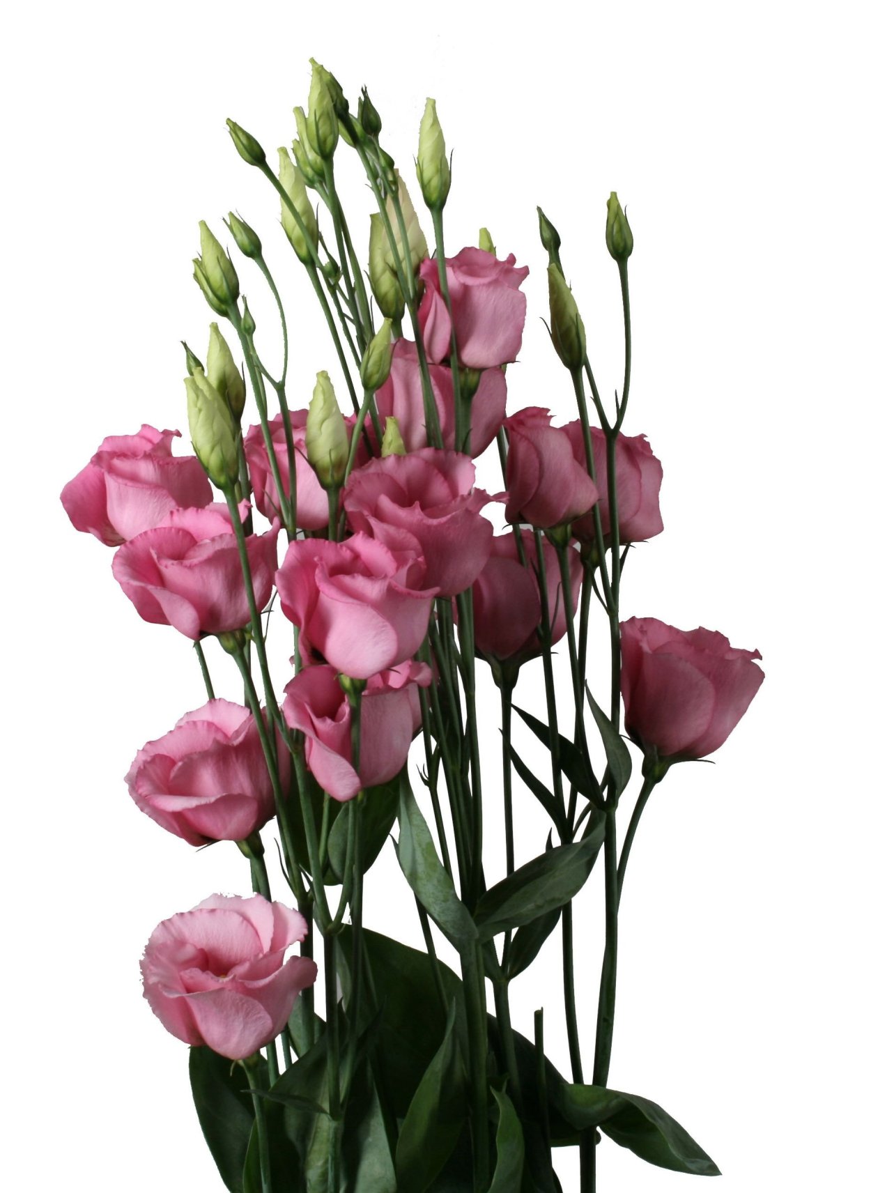 Эустома Пикколо розовая